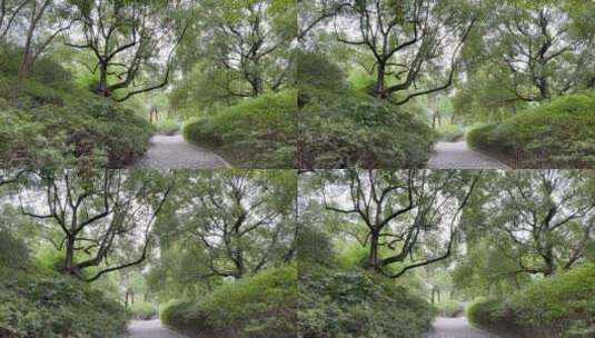 4k  公园绿树林街景高清在线视频素材下载