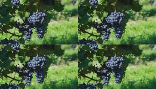 阳光明媚的葡萄园里成熟的红葡萄高清在线视频素材下载