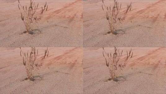 沙漠上的一株小草空镜头高清在线视频素材下载