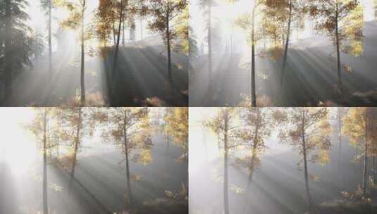 阳光穿过森林唯美时光光线穿梭树林高清在线视频素材下载