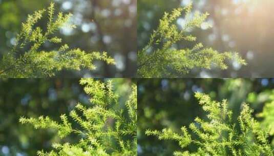 广州天河华南植物园树木阳光树叶高清在线视频素材下载