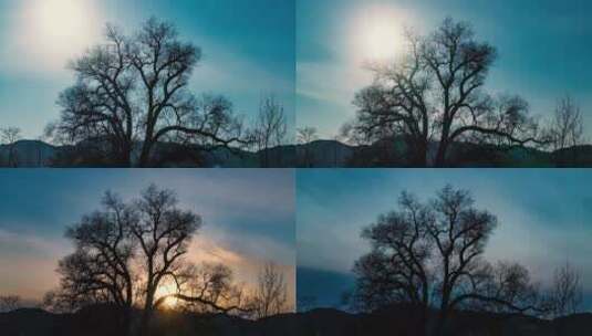 日落冬季三道沟大槐树高清在线视频素材下载