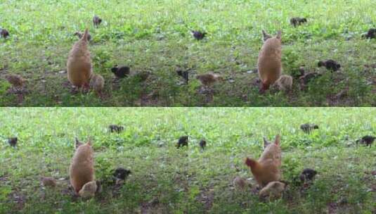 春天农家饲养母鸡孵小鸡高清在线视频素材下载