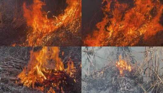 森林起火高清在线视频素材下载