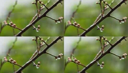 春天雨中的梅花花蕾高清在线视频素材下载