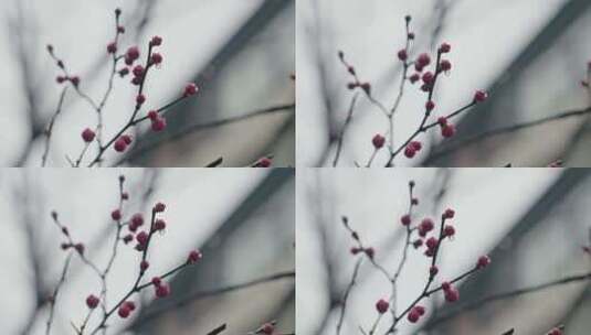 雨中盛开的梅花微距镜头特写高清在线视频素材下载