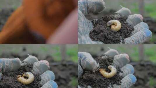 农民手里拿着泥土和花园害虫的幼虫高清在线视频素材下载