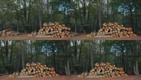 树木砍伐高清在线视频素材下载