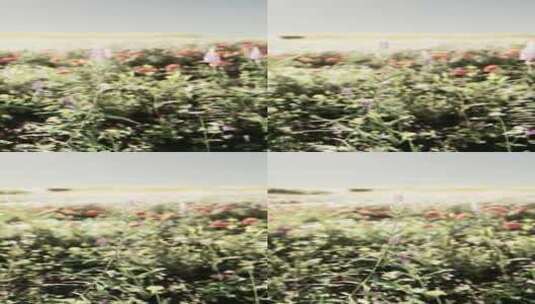 充满活力的领域充满了五颜六色的花朵高清在线视频素材下载