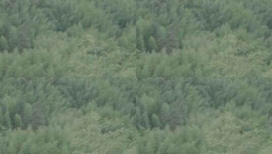 马安竹海竹子特写风景镜头高清在线视频素材下载