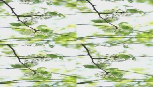 阳光树荫光影树叶逆光高清在线视频素材下载