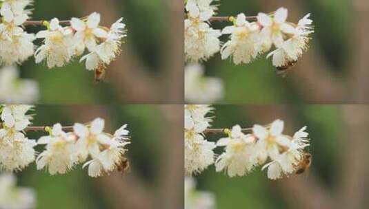 春天白色的樱花盛开实拍片段高清在线视频素材下载