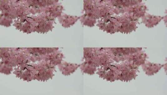 4K高清春天蜜蜂粉色樱花高清在线视频素材下载