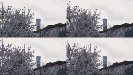 春天阳光下盛开的桃花与中国尊背景高清在线视频素材下载