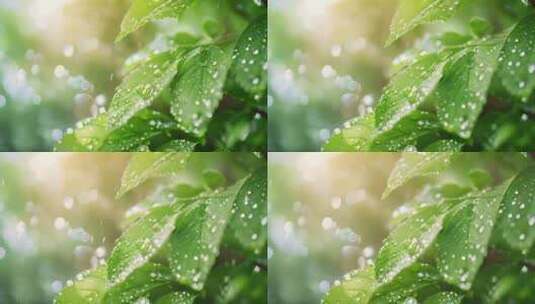 春雨，雨水雨滴落在绿色的树叶上高清在线视频素材下载