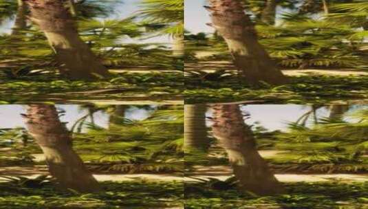 阳光明媚的日子里，棕榈树环绕的沙质小径高清在线视频素材下载