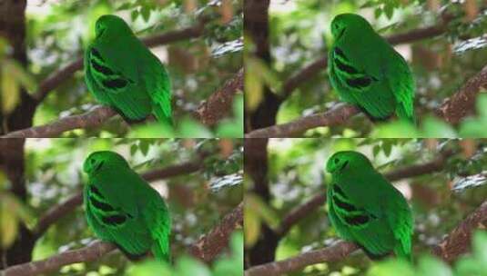绿色阔嘴鸟（calyptomena vi高清在线视频素材下载