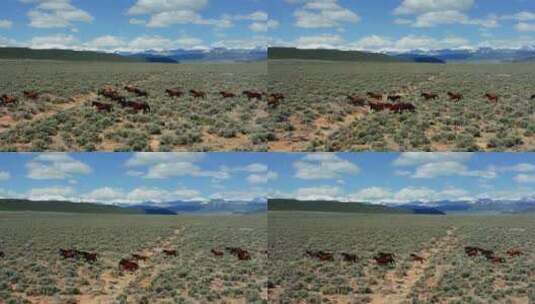 美国西部野马的鸟瞰图高清在线视频素材下载
