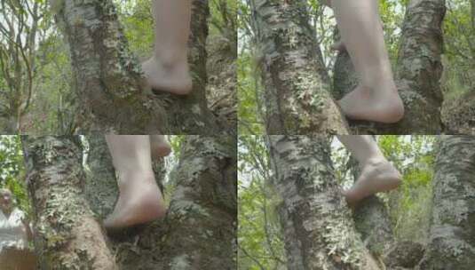 云南西双版纳少女赤脚攀爬百年野生古老茶树高清在线视频素材下载
