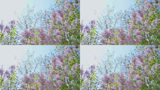 春天阳光下盛开的粉色紫丁香花朵花簇高清在线视频素材下载