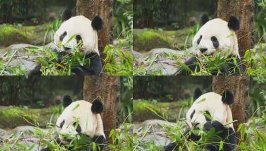 可爱的大熊猫快乐的吃竹子高清在线视频素材下载