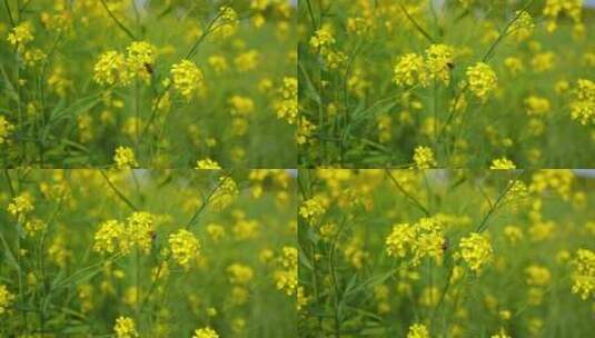 春天阳光下的油菜花田与蜜蜂高清在线视频素材下载