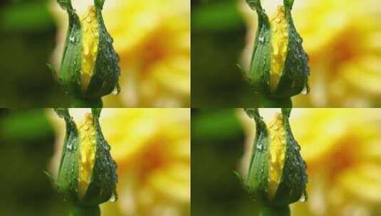 春天黄色玫瑰花花蕾特写，花蕾上的水滴露珠高清在线视频素材下载
