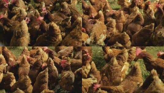 鸡 养殖  创业高清在线视频素材下载