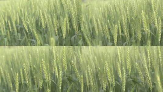 春天农田麦田绿色小麦麦穗特写高清在线视频素材下载