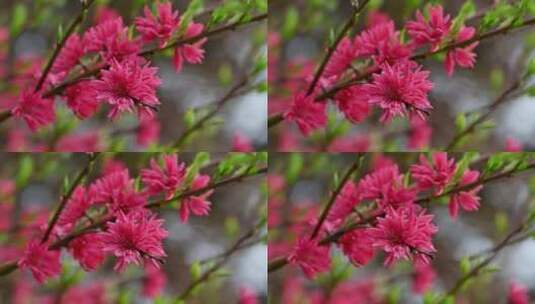 春天盛开的红色多瓣菊花桃花高清在线视频素材下载