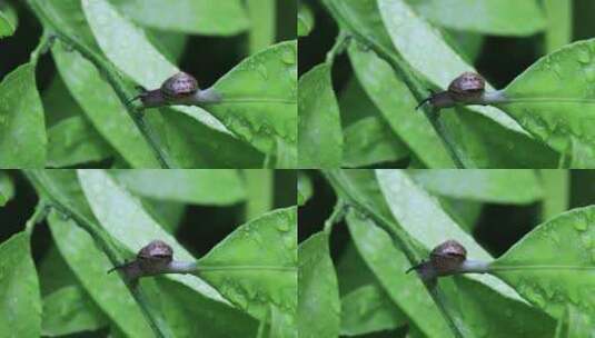 悠闲 蜗牛 缓慢爬行树叶雨水清新微距特写高清在线视频素材下载