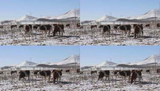冬天雪地里的吃草的牛群高清在线视频素材下载