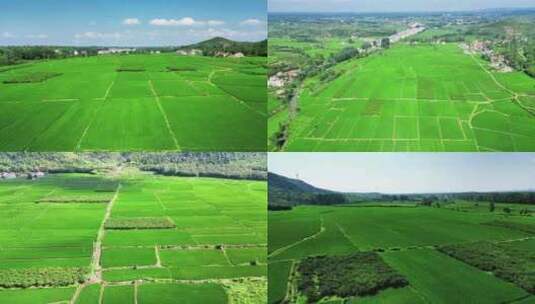 航拍杂交水稻农业农田种植高清在线视频素材下载