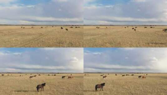 内蒙古草原草原风光   锡林郭勒草原高清在线视频素材下载
