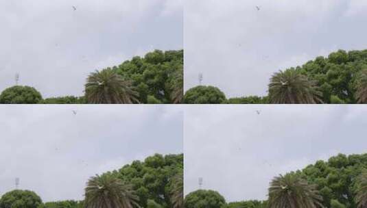 实拍城市中鸽子飞翔15高清在线视频素材下载