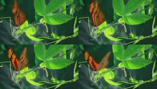 蝴蝶落在叶子上特写高清在线视频素材下载