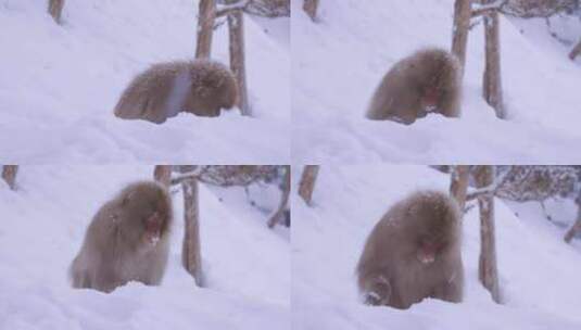 猴子，收集食物，挖掘，雪高清在线视频素材下载