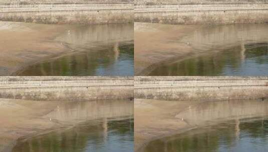 集美 鳌园 沙滩 白鹭 海边 岸边高清在线视频素材下载