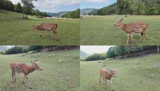 伊春·金山屯·鹿苑_0152高清在线视频素材下载