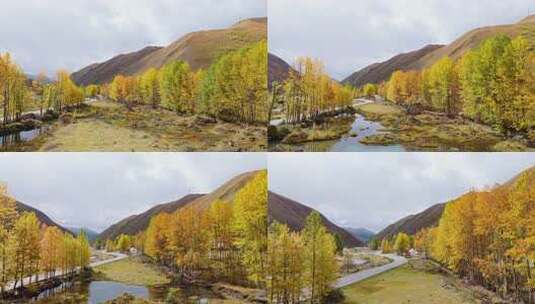 航拍四川川西新都桥鱼子西秋景彩林秋天高清在线视频素材下载