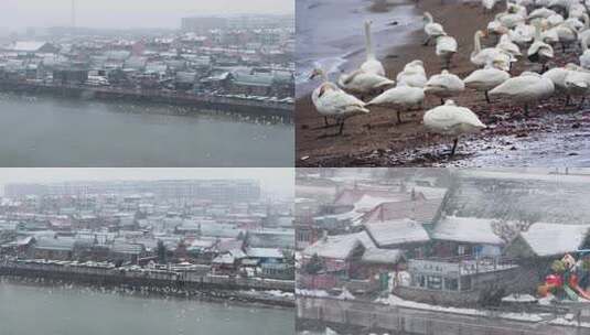 航拍山东荣成烟墩角海草房天鹅雪景高清在线视频素材下载