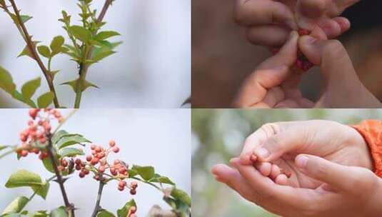 花椒采摘 花椒收获 花椒丰收 花椒大特写高清在线视频素材下载