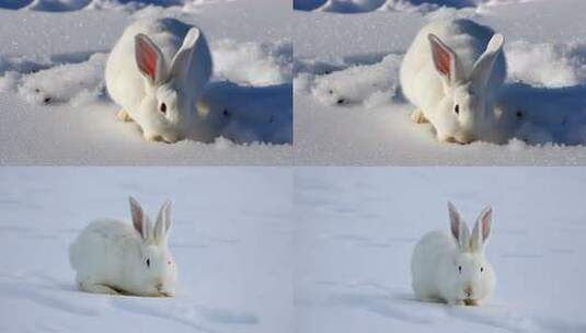 雪地一只白兔高清在线视频素材下载