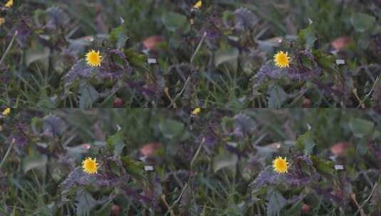 绿色 蒲公英 绿植 草 植物 花高清在线视频素材下载