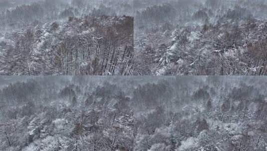 航拍东北下暴雪林海雪原威虎山高清在线视频素材下载