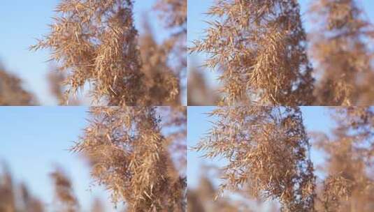 芦苇 飘荡 秋天 初冬 河边高清在线视频素材下载