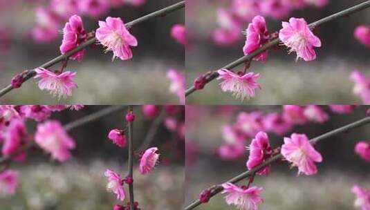 春天 梅花 花朵 植物 自然 盛开高清在线视频素材下载