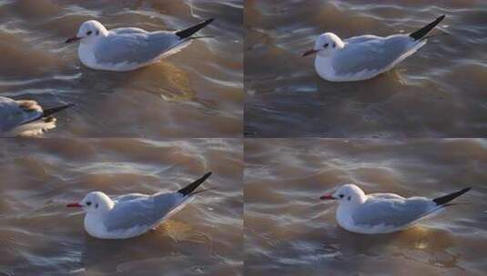 海鸥 鸟 动物 海 海面 海边高清在线视频素材下载