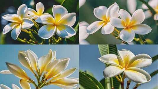 鸡蛋花夏日盛开特写清新画面高清在线视频素材下载