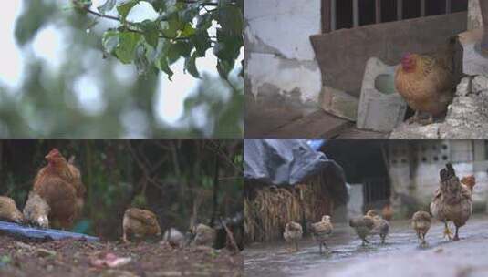 农家动物 绿植雨滴 农村空境高清在线视频素材下载